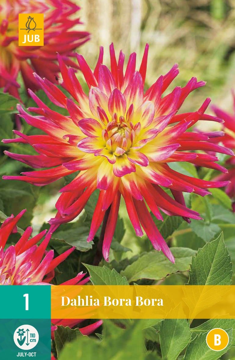 Dahlia Bora Bora