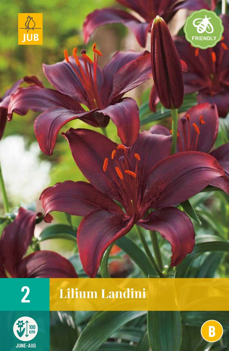 Lilium Landini