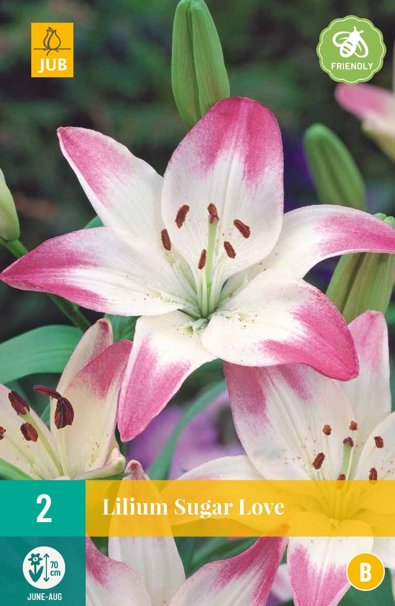 Lilium Sugar Love