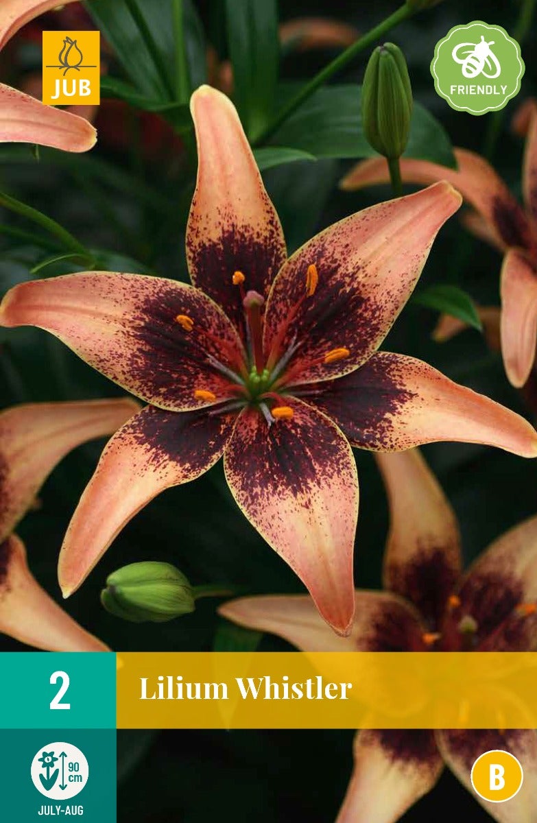 Lilium Whistler