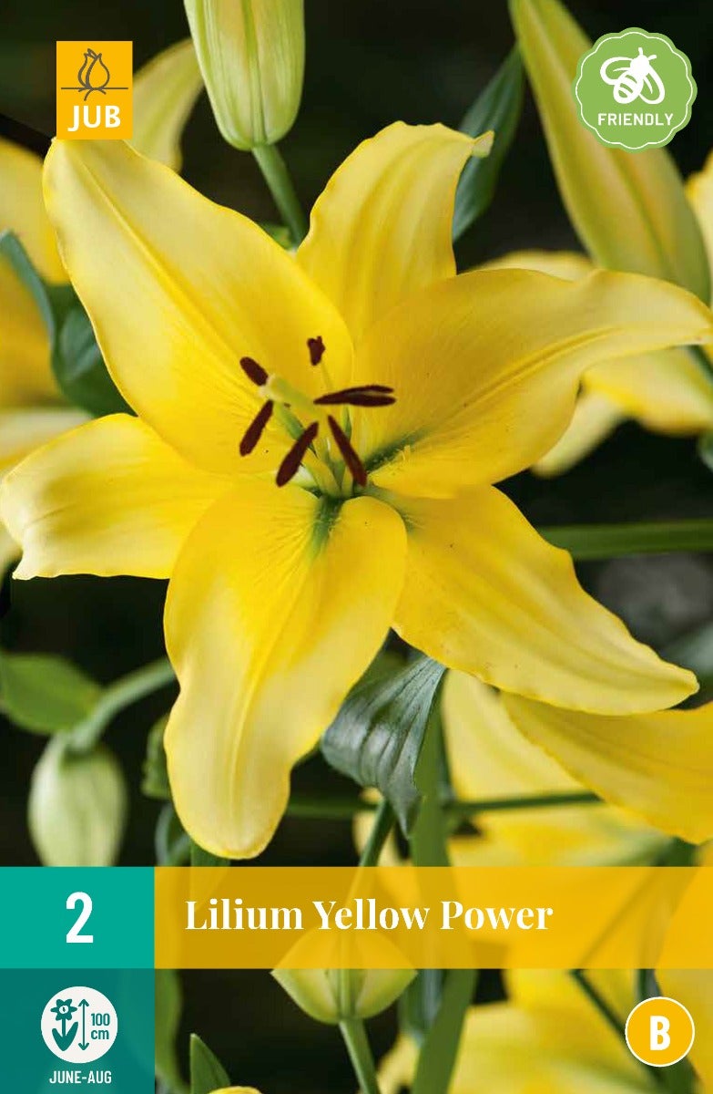 Lilium Yellow Power