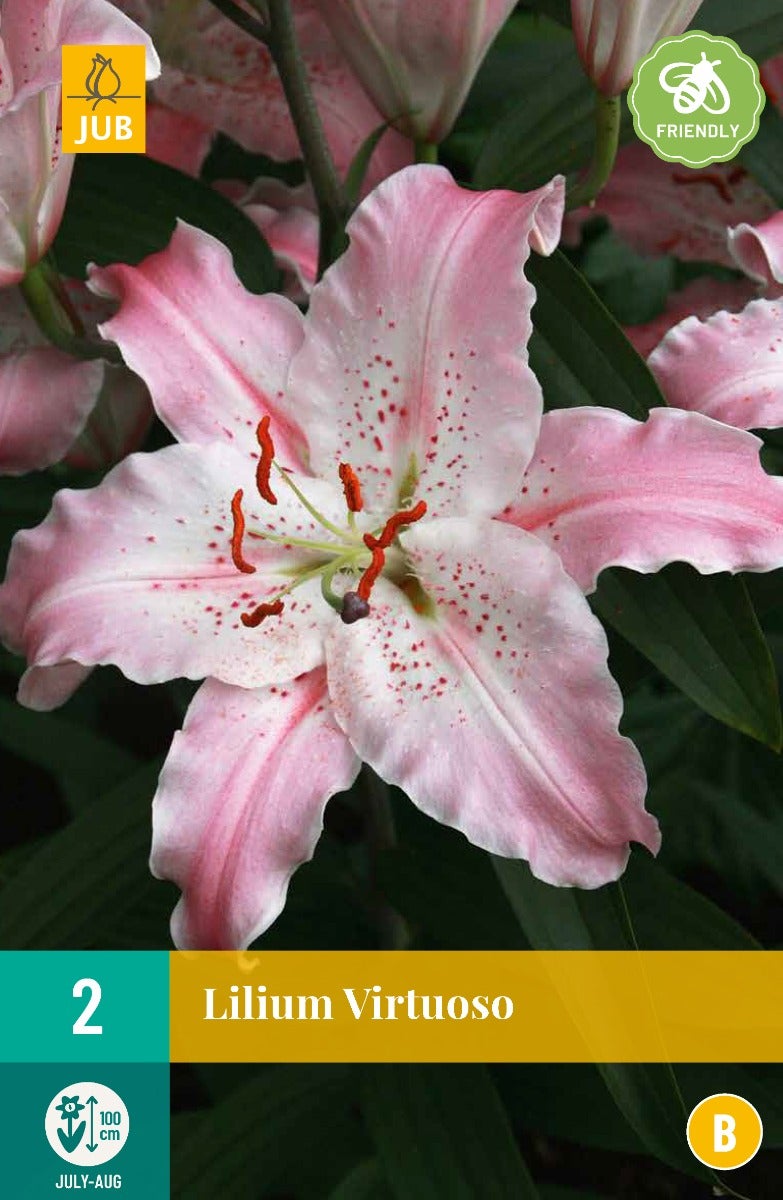 Lilium Virtuoso