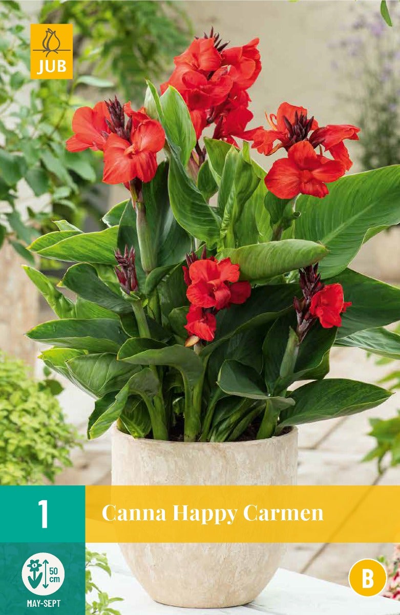 Canna Sol (Pot) Happy Carmen