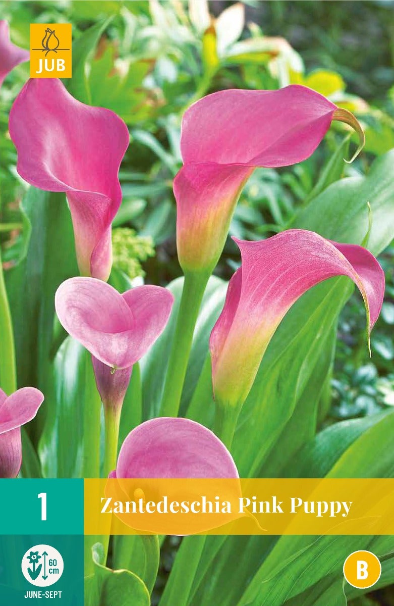 Zantedeschia Pink Puppy