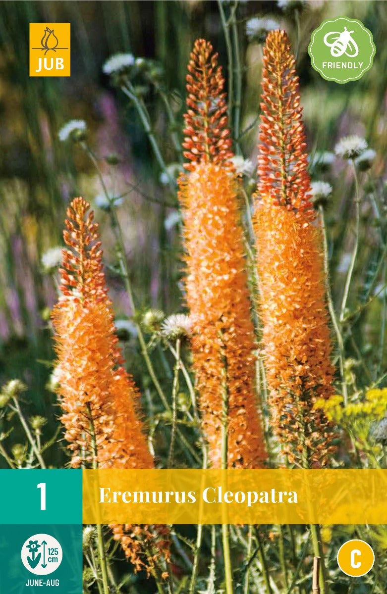 Eremurus Cleopatra