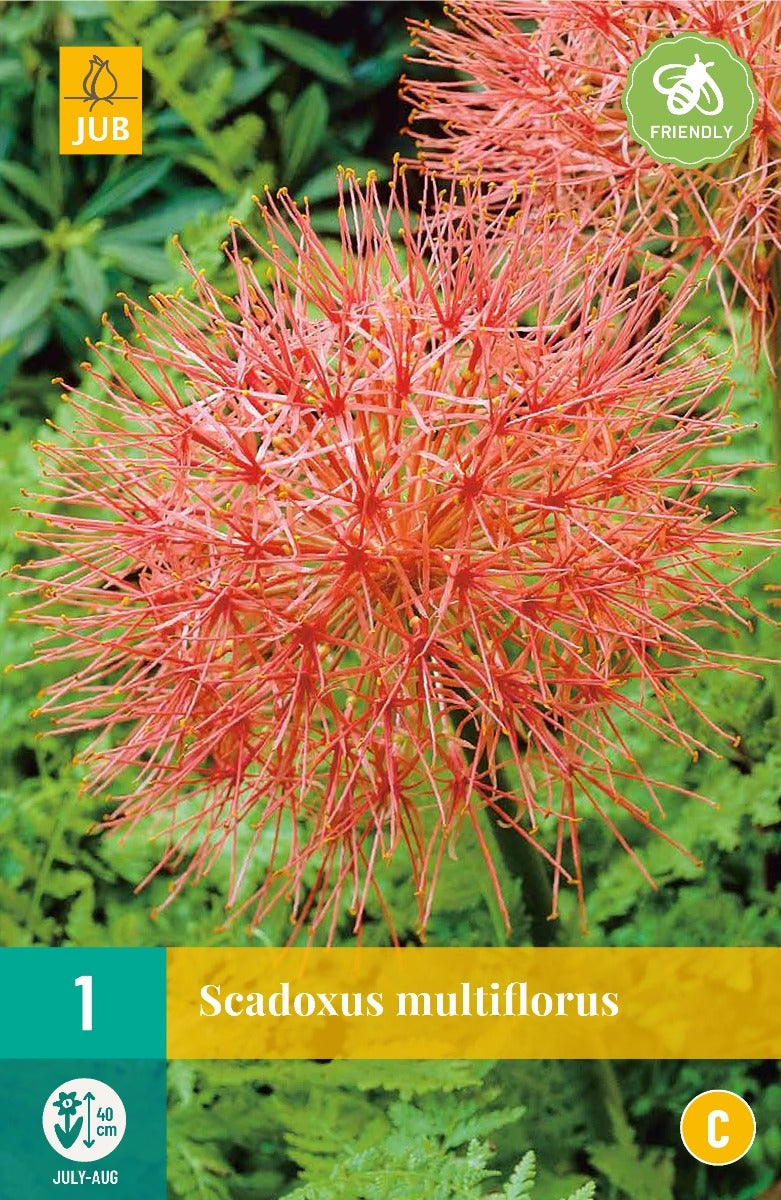 Scadoxus Multiflorus