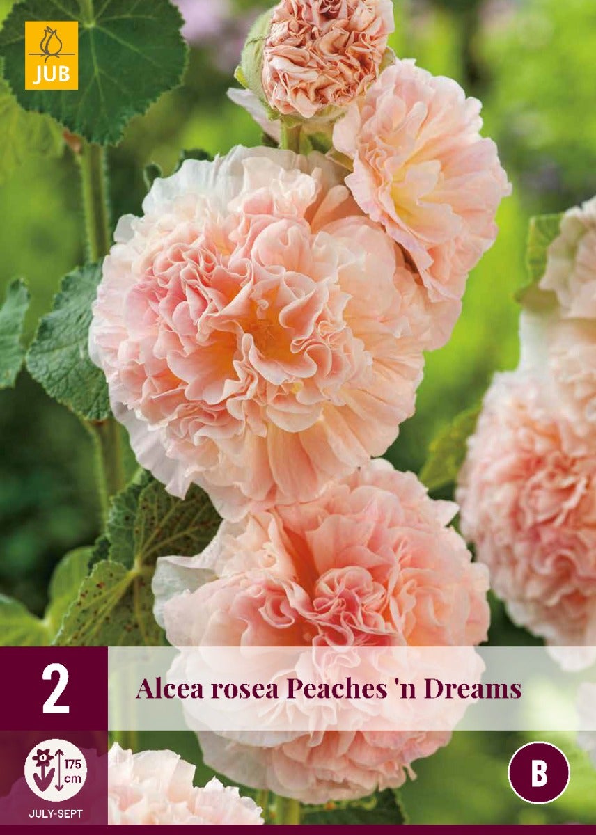 Alcea Rosea Peaches 'N Dreams