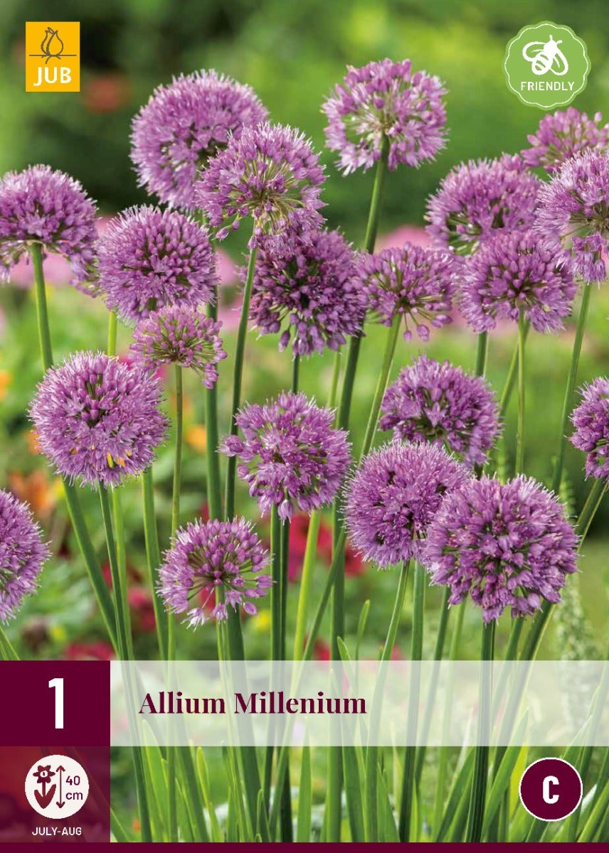 Allium Millenium