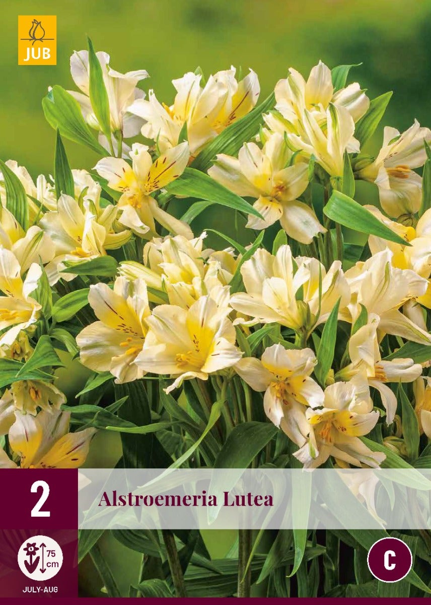 Alstroemeria Lutea