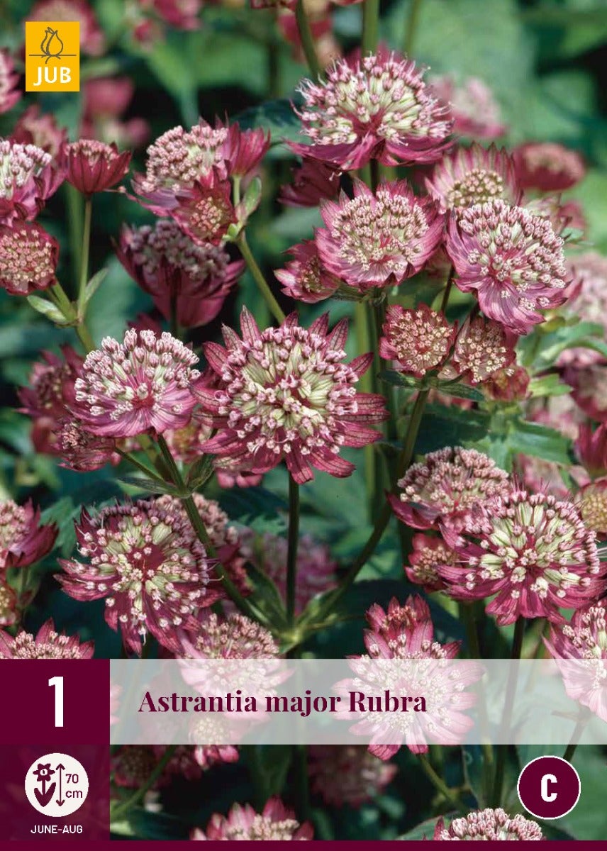Astrantia Major Rubra