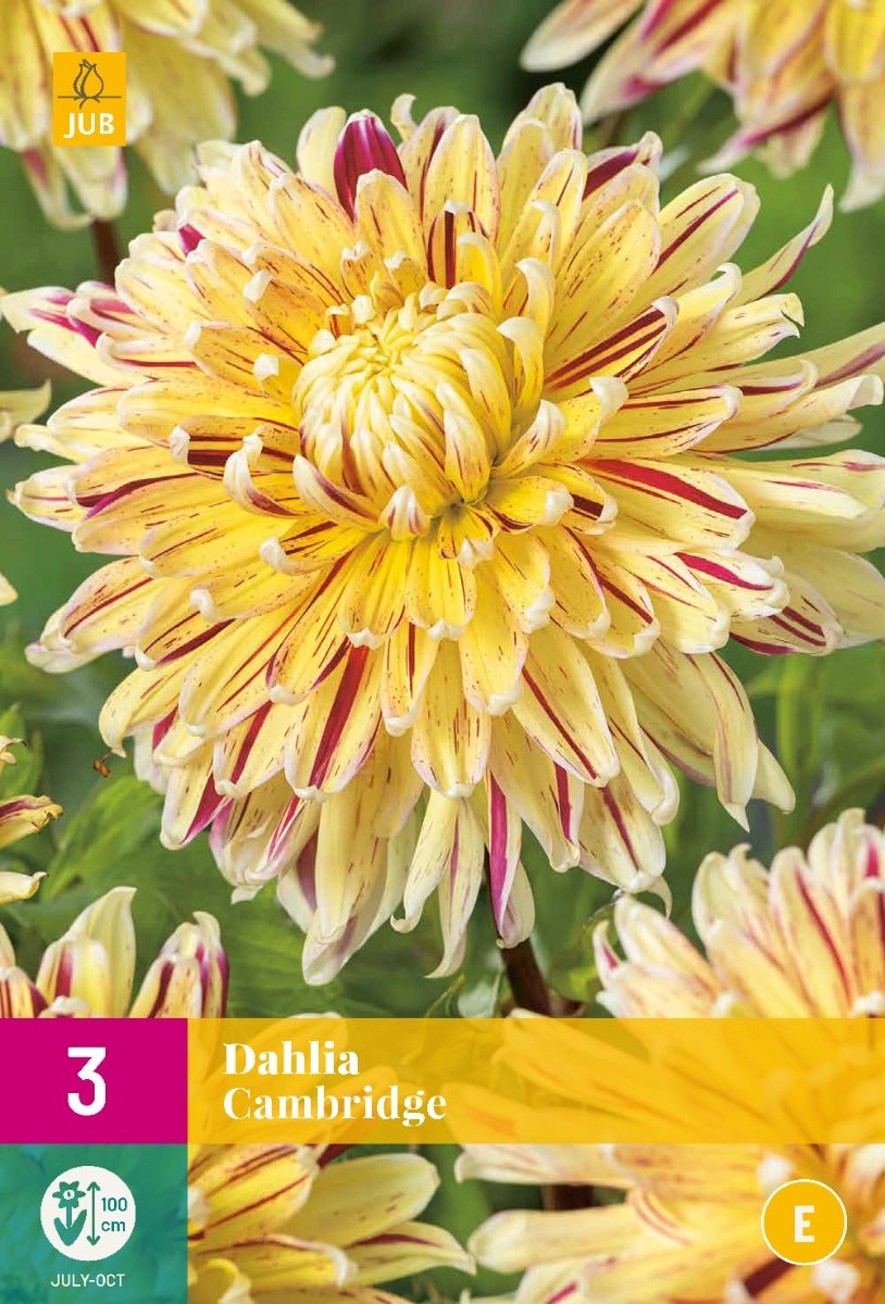 Dahlia Cambridge