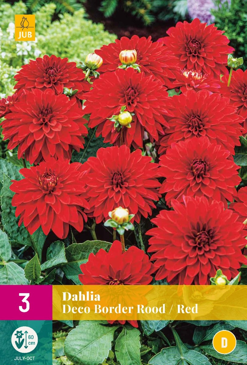 Dahlia Cupido Friends