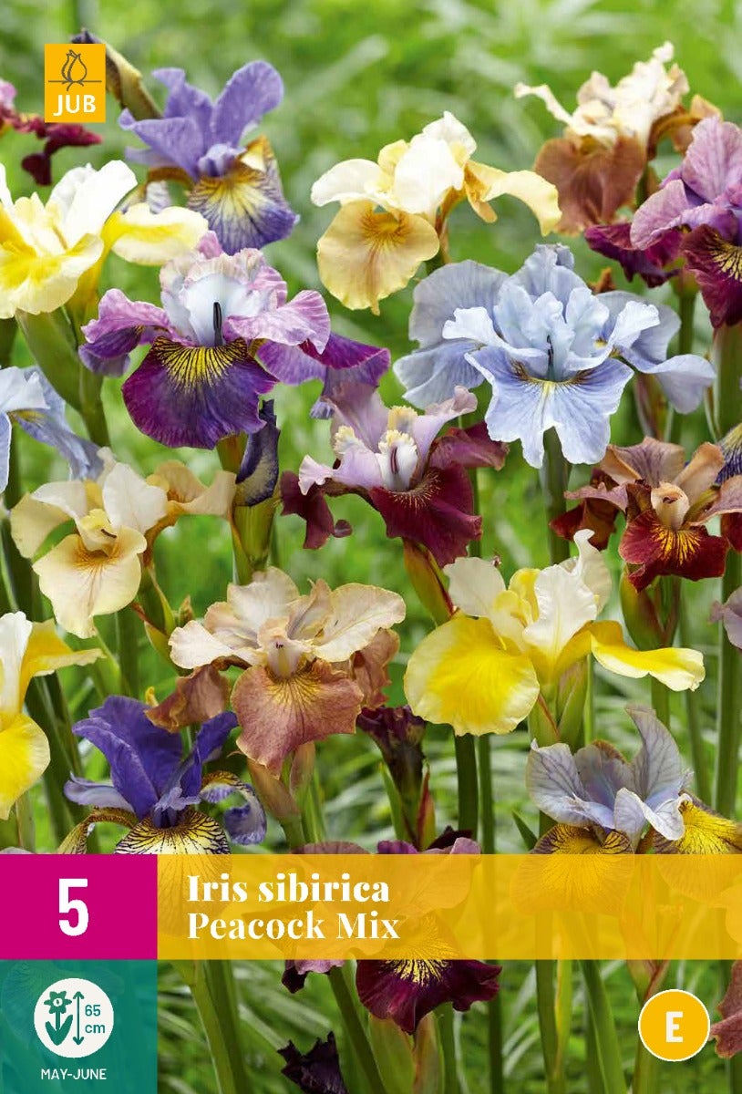 Iris Sibirica Peacock Mix