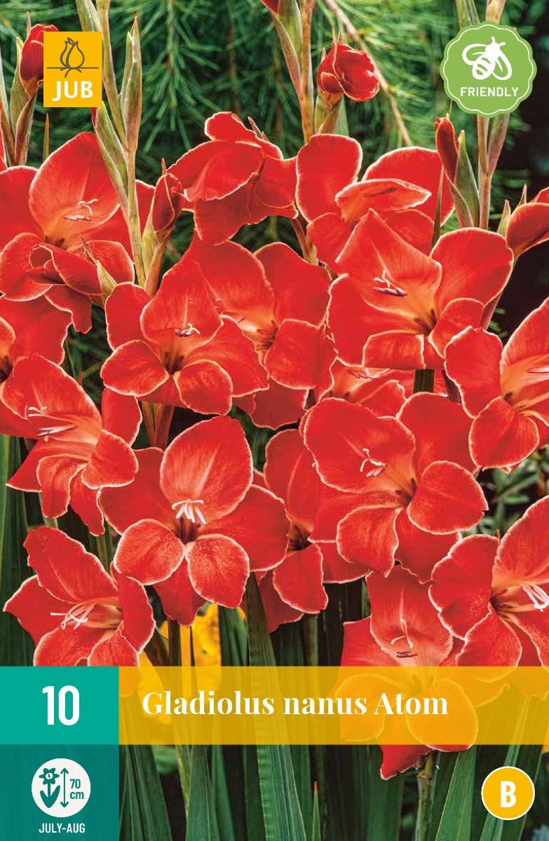 Gladiolus Atom