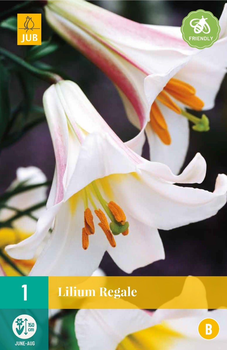 Lilium Regale