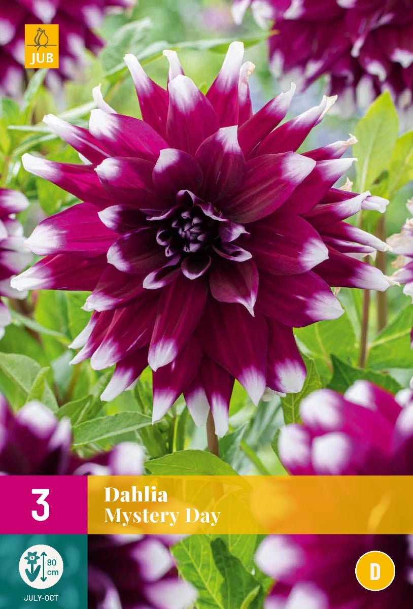 Dahlia Mystery Day