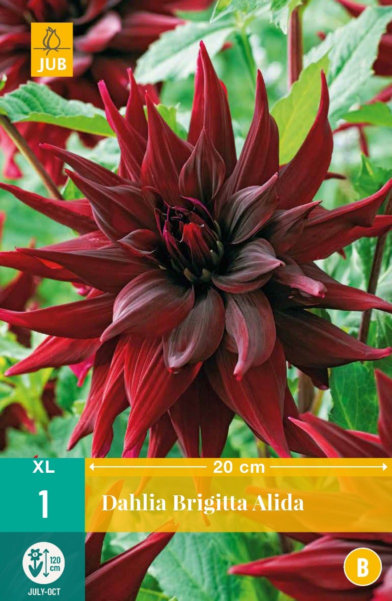 Dahlia Brigitta Alida