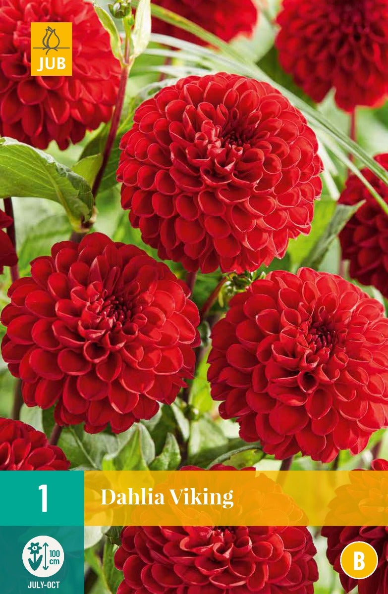 Dahlia Viking
