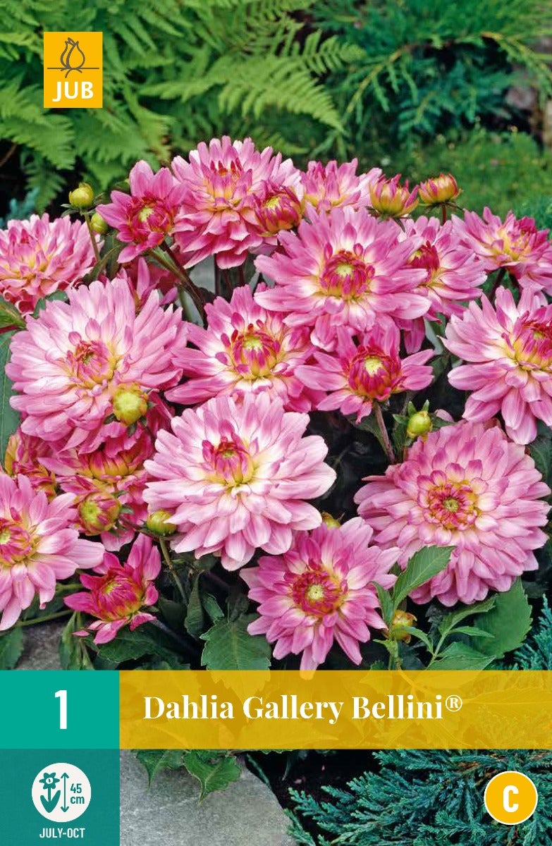 Dahlia Gallery Bellini®