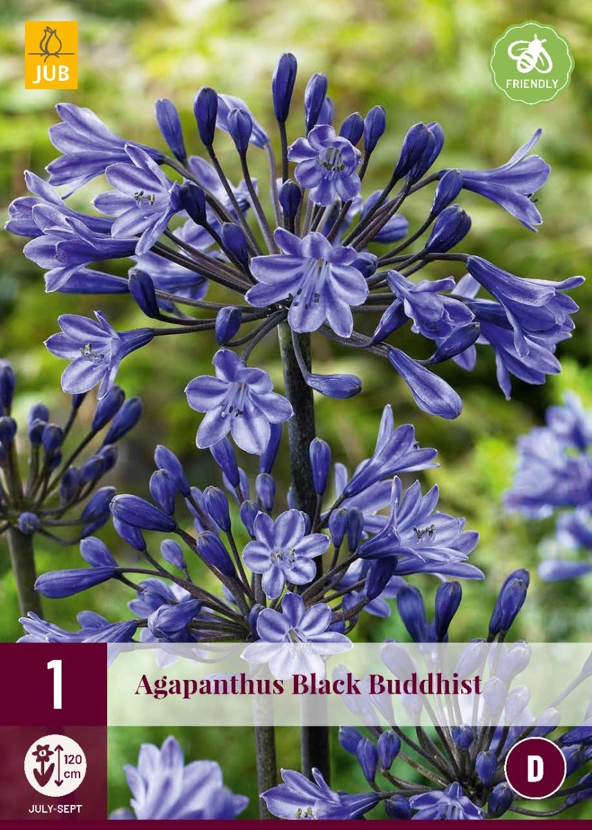 Agapanthus Black Buddhist