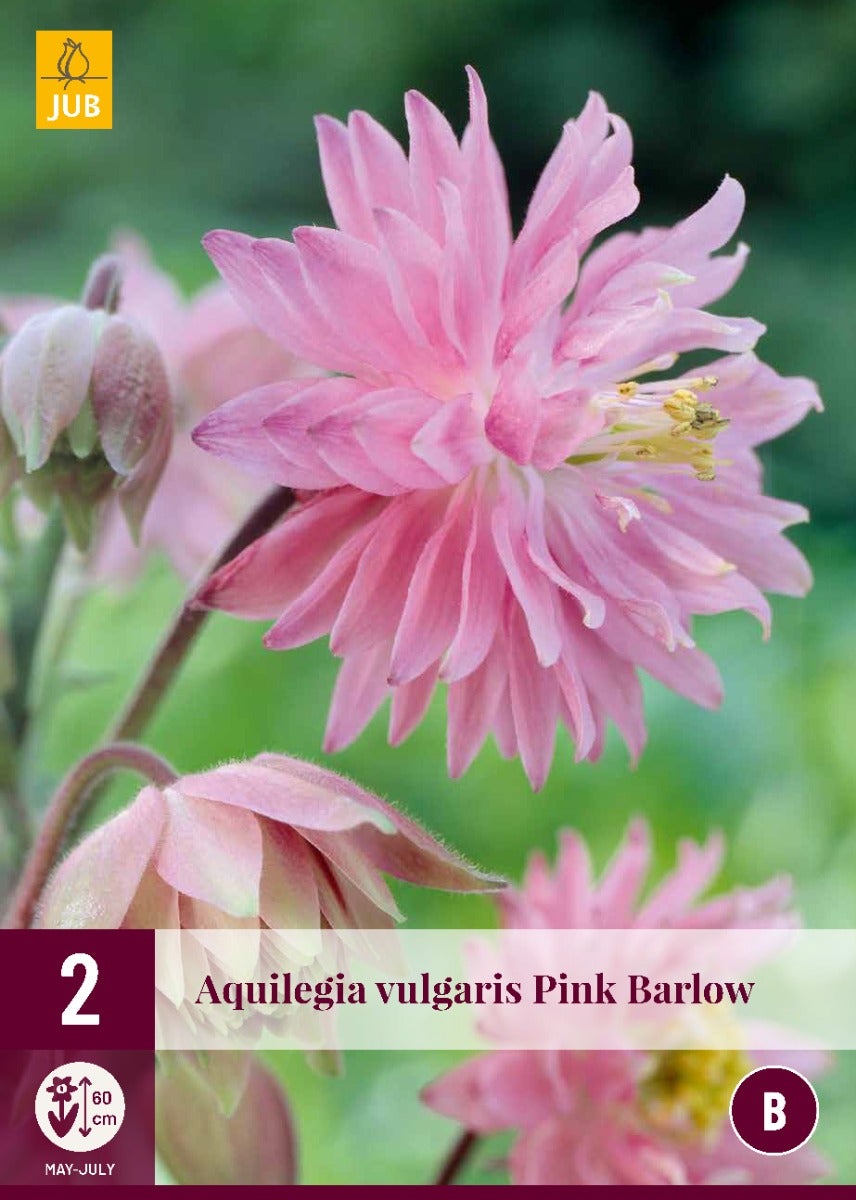 Aquilegia Pink Barlow