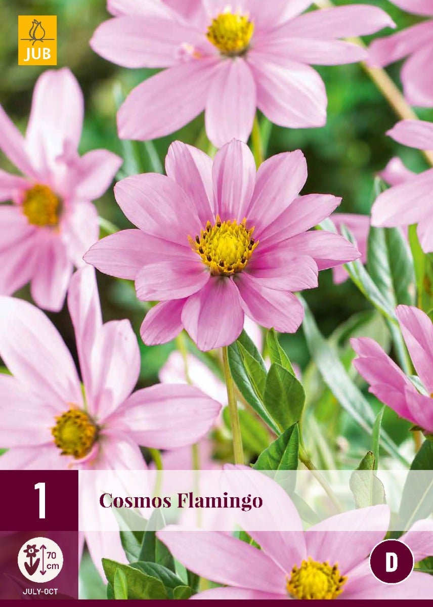 Cosmos Flamingo