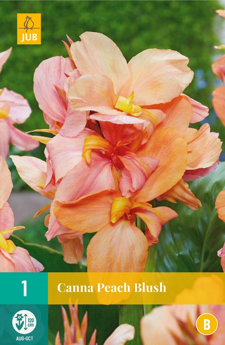 Canna Peach Blush