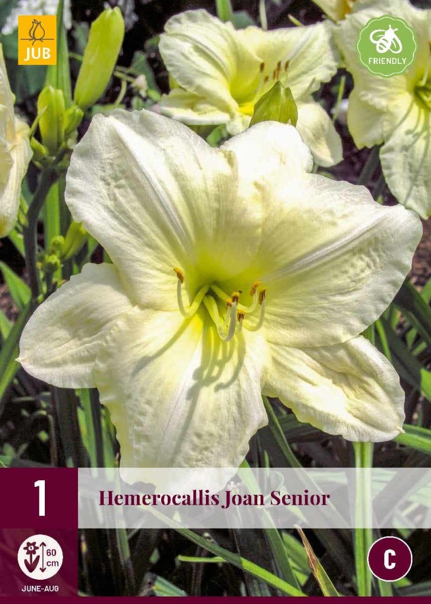 Hemerocallis Joan Senior
