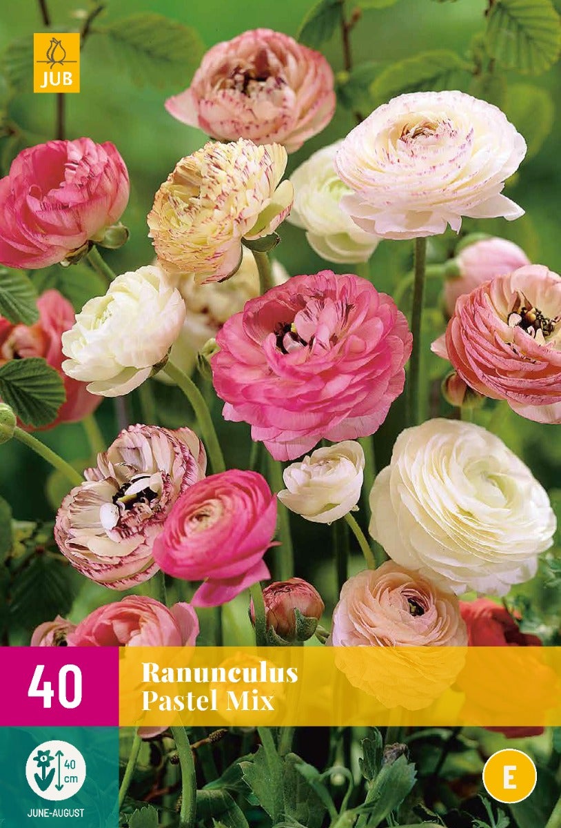 Ranunculus Pastel Mix