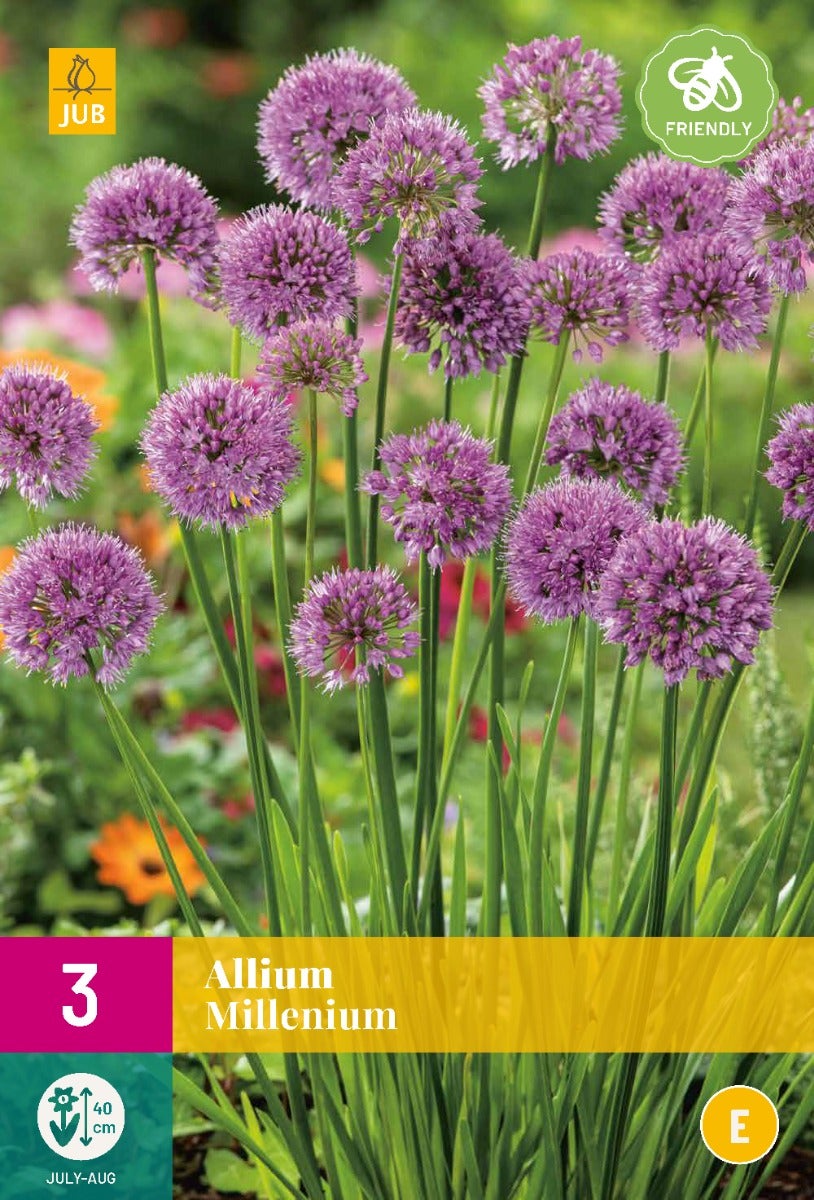 Allium Millenium
