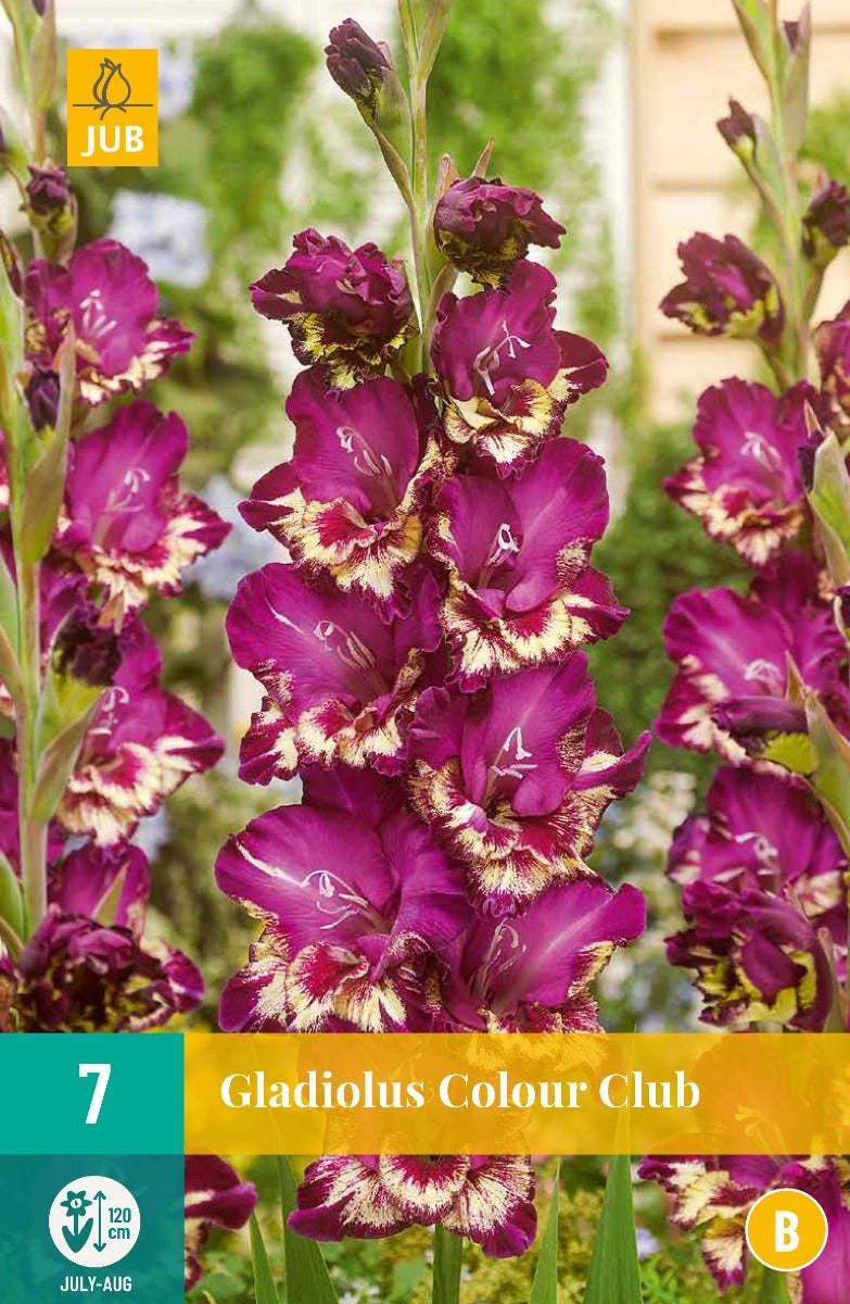 Gladiolus Colour Club