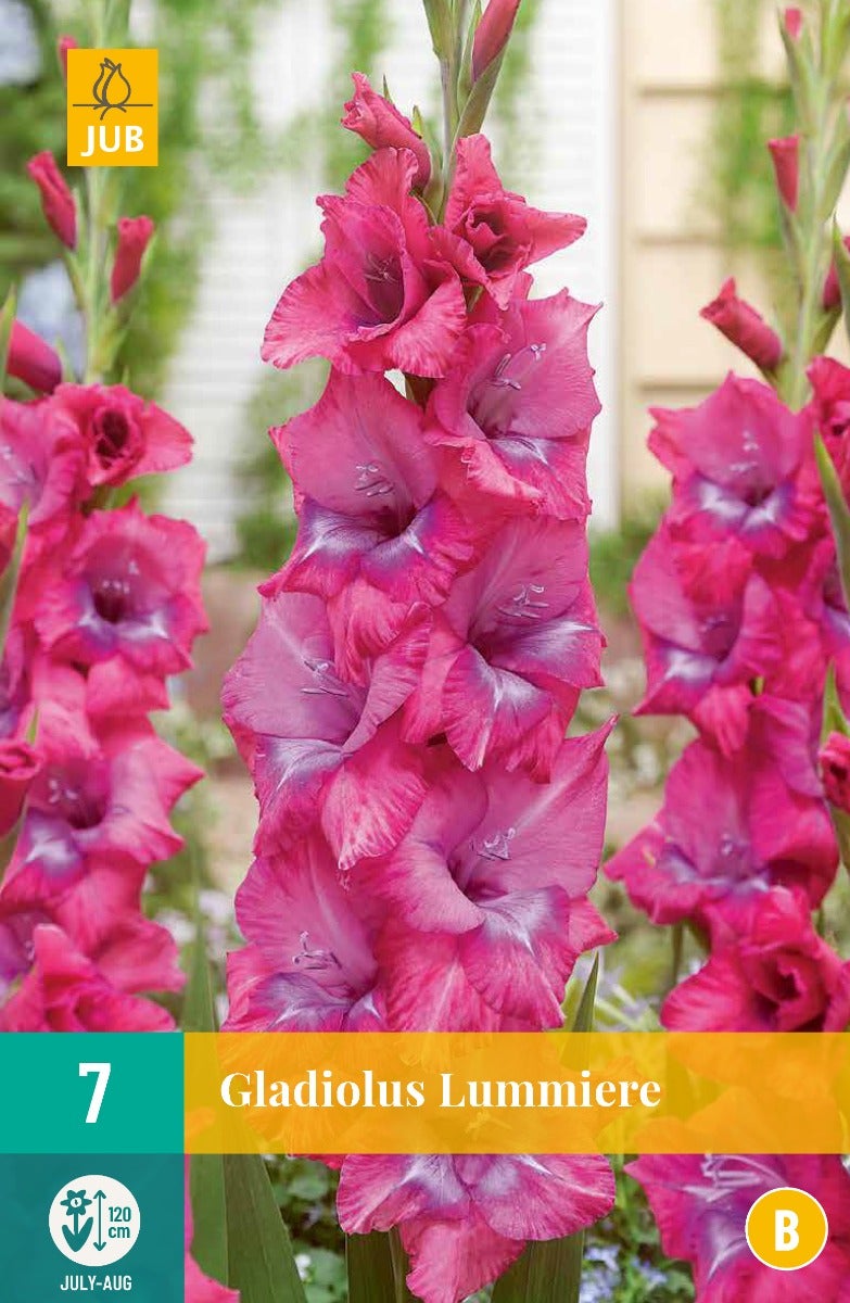 Gladiolus Lummiere