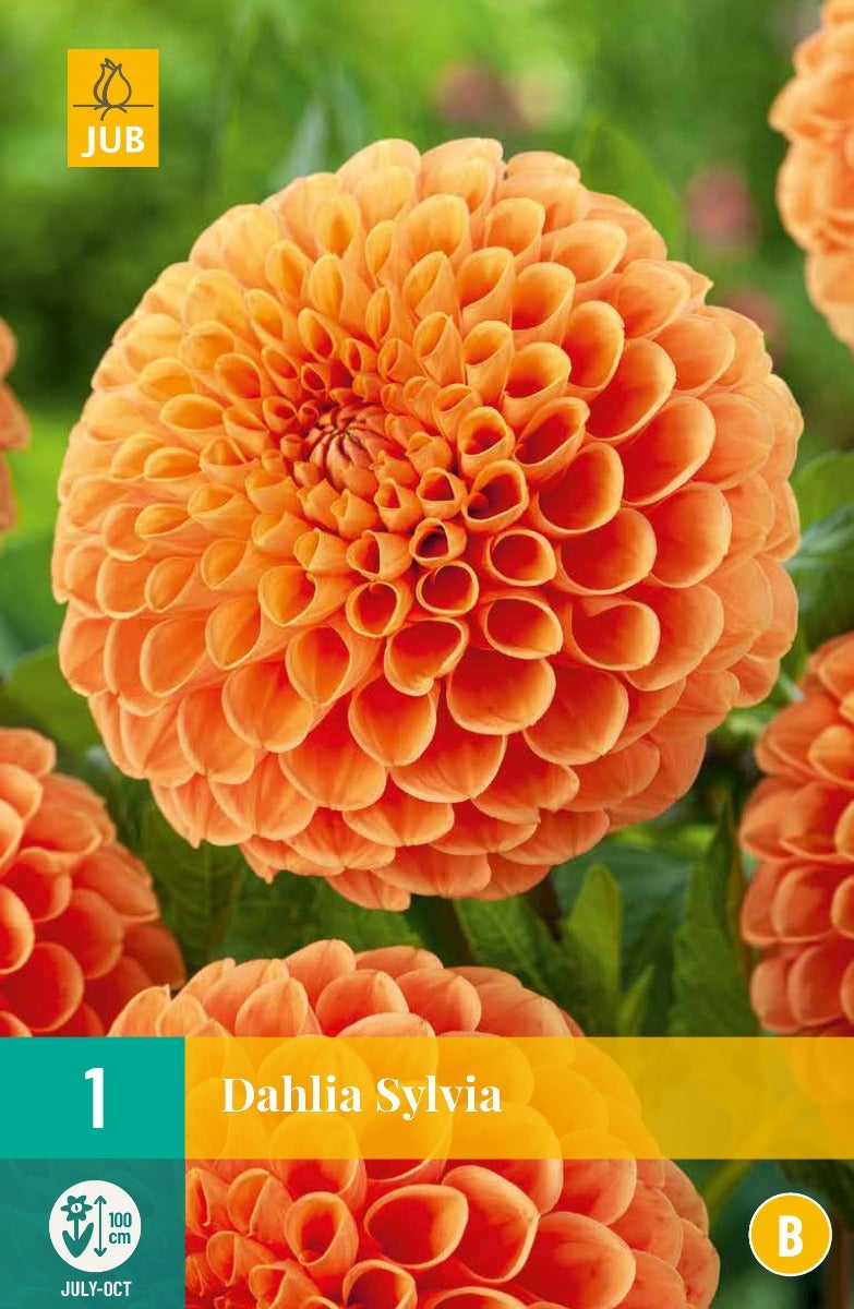 Dahlia Sylvia