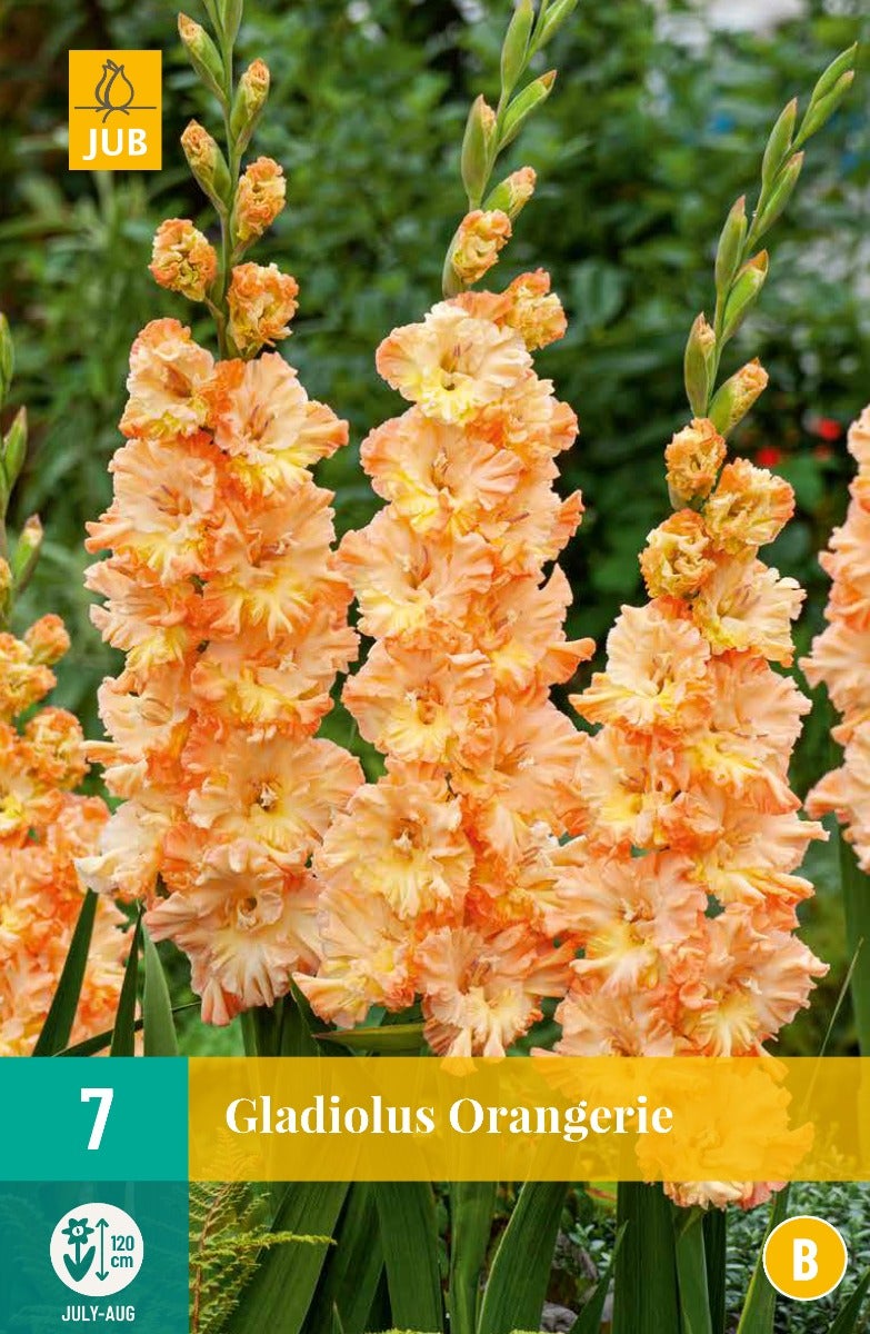Gladiolus Orangerie