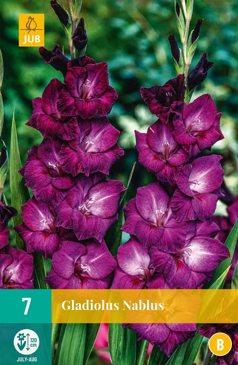 Gladiolus Nablus