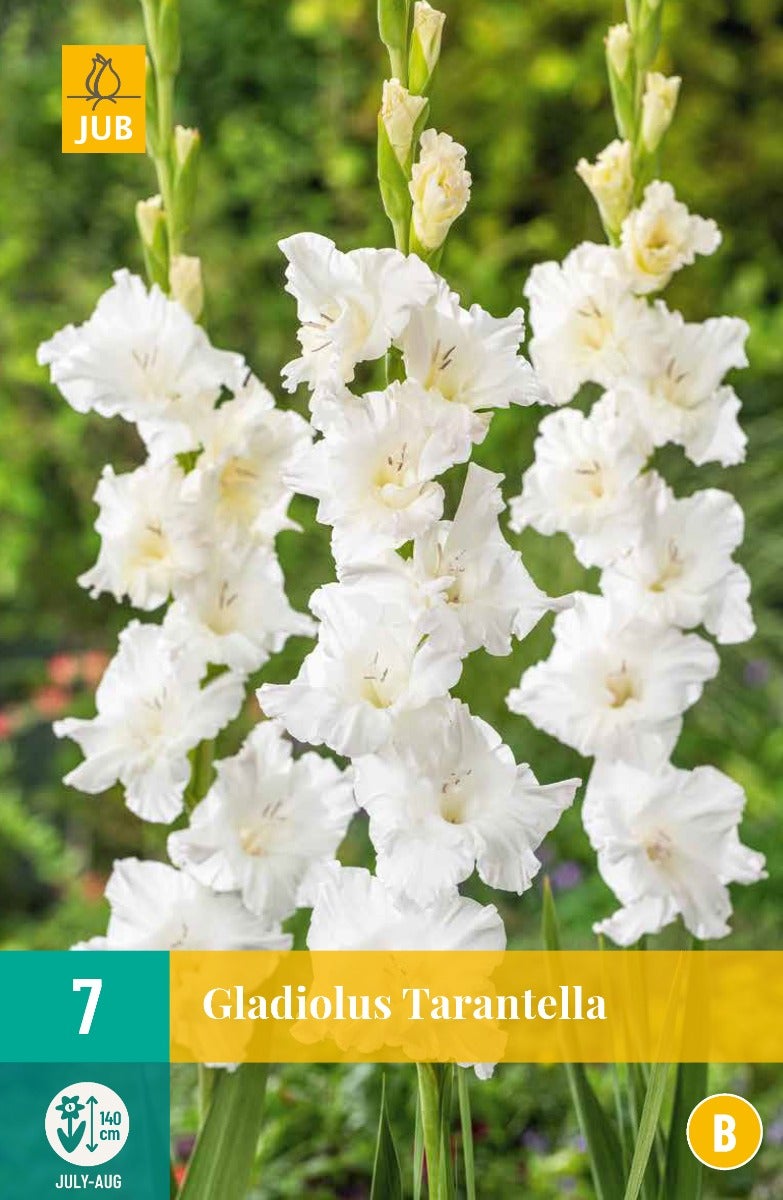 Gladiolus Tarantella