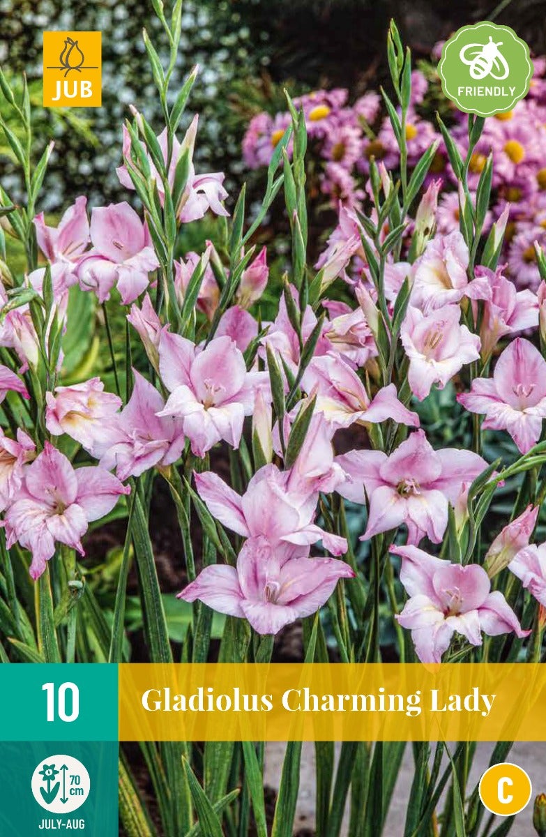 Gladiolus Charming Lady