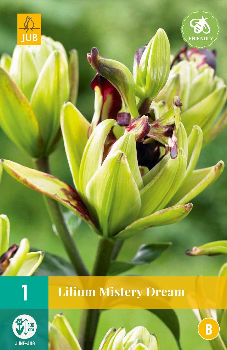 Lilium Mistery Dream