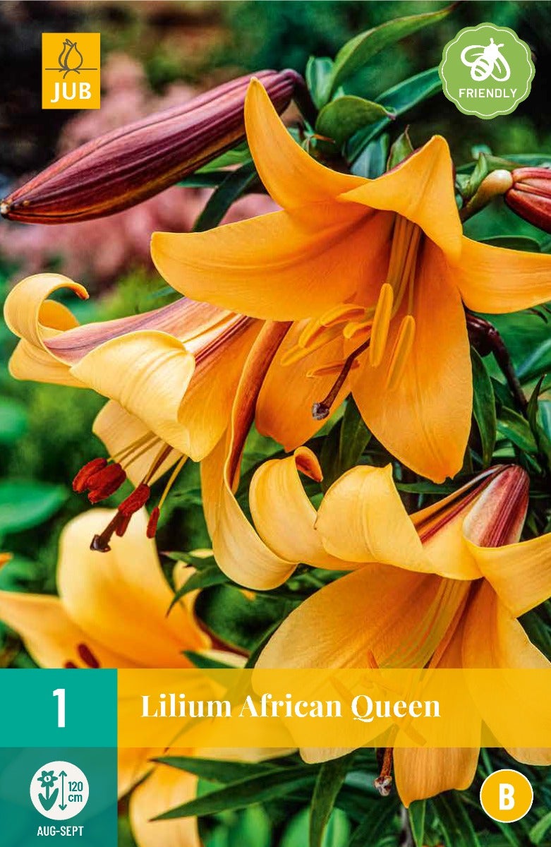 Lilium African Queen