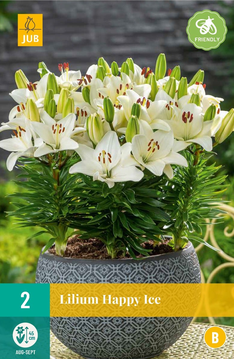 Lilium Happy Ice