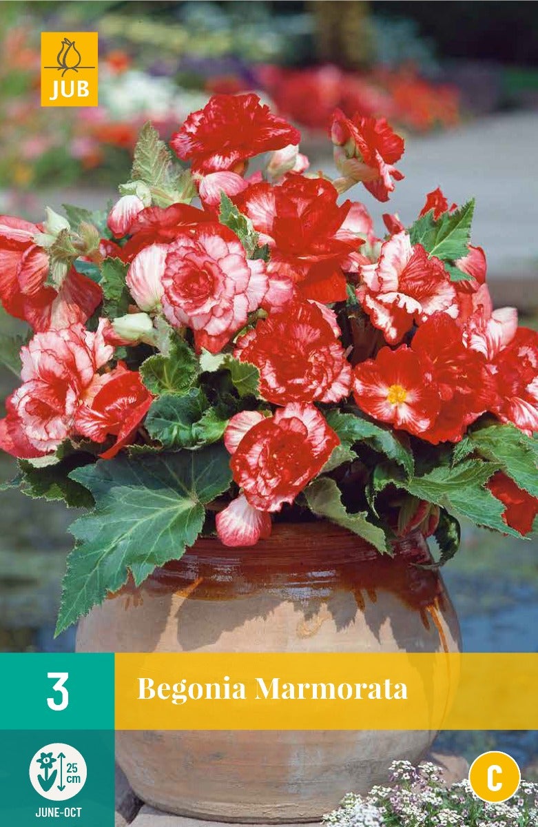 Begonia Marmorata