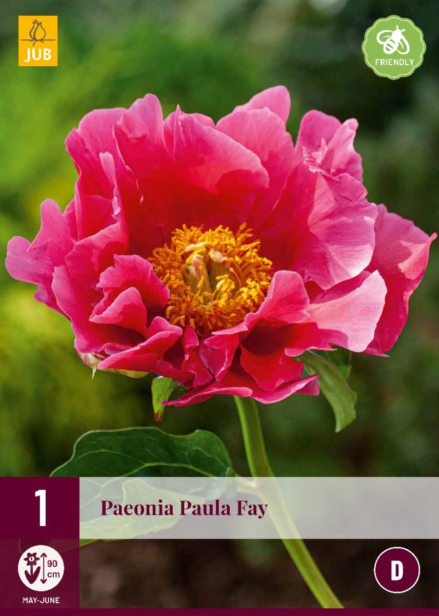 Paeonia Paula Fay