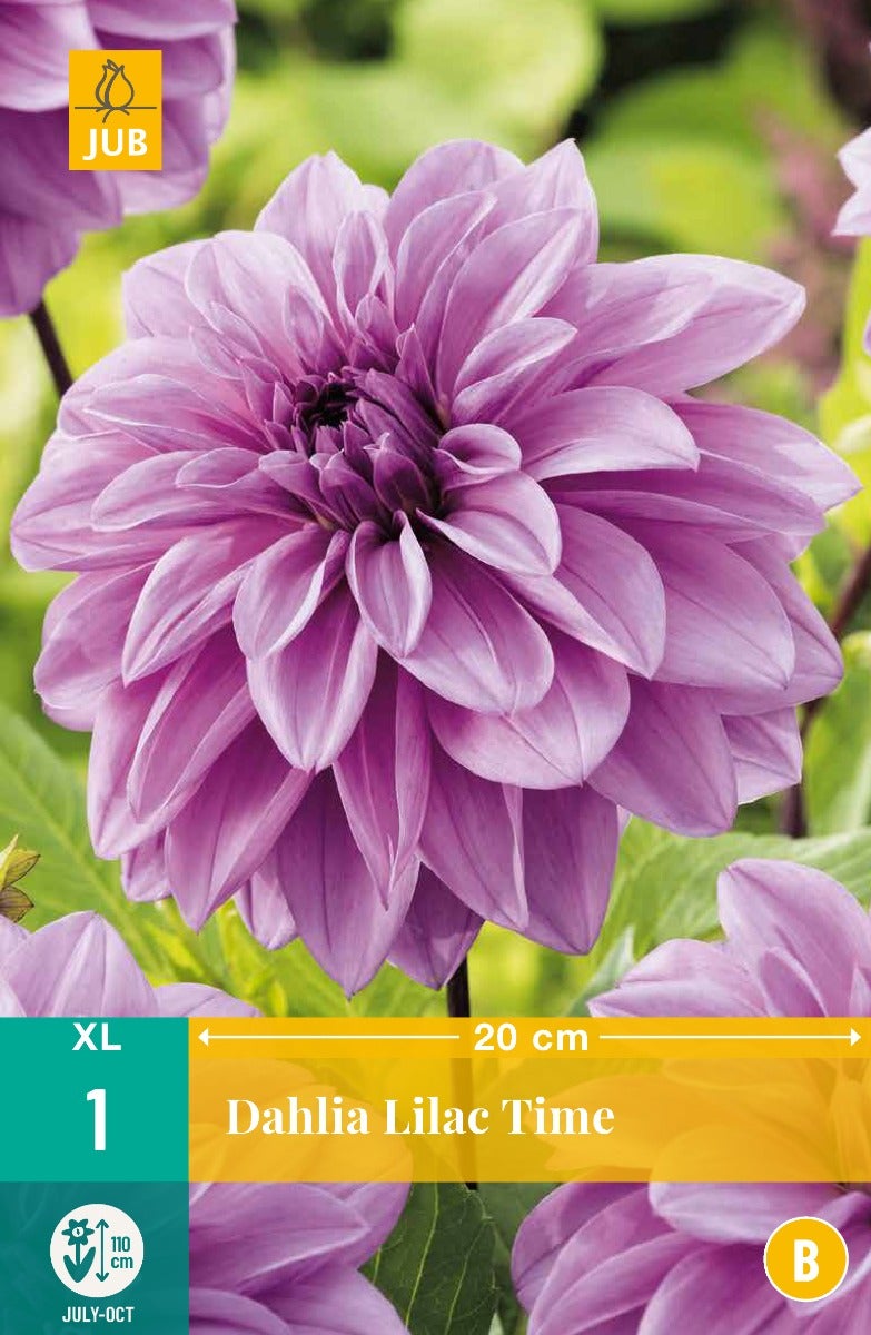 Dahlia Lilac Time