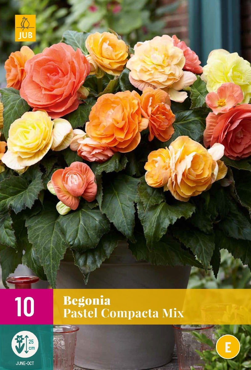 Begonia Pastel Compacta Mix