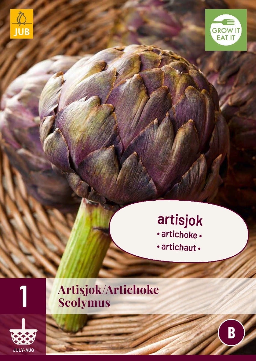 Cynara Scolymus