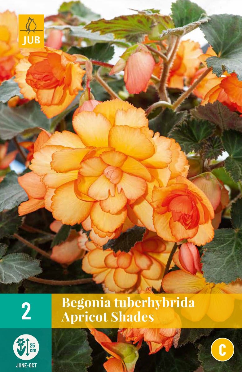 Begonia Tuberhybrida Apricot Shades