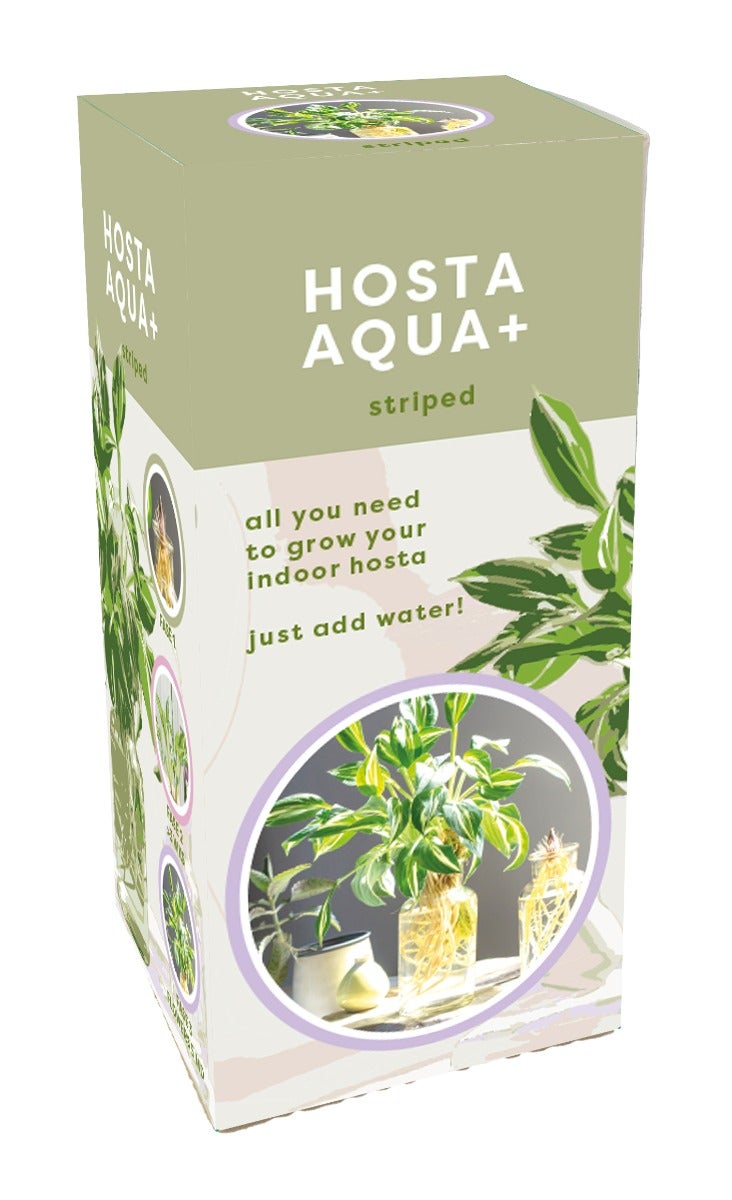 Doosje Aqua+ Hosta Striped In Glas