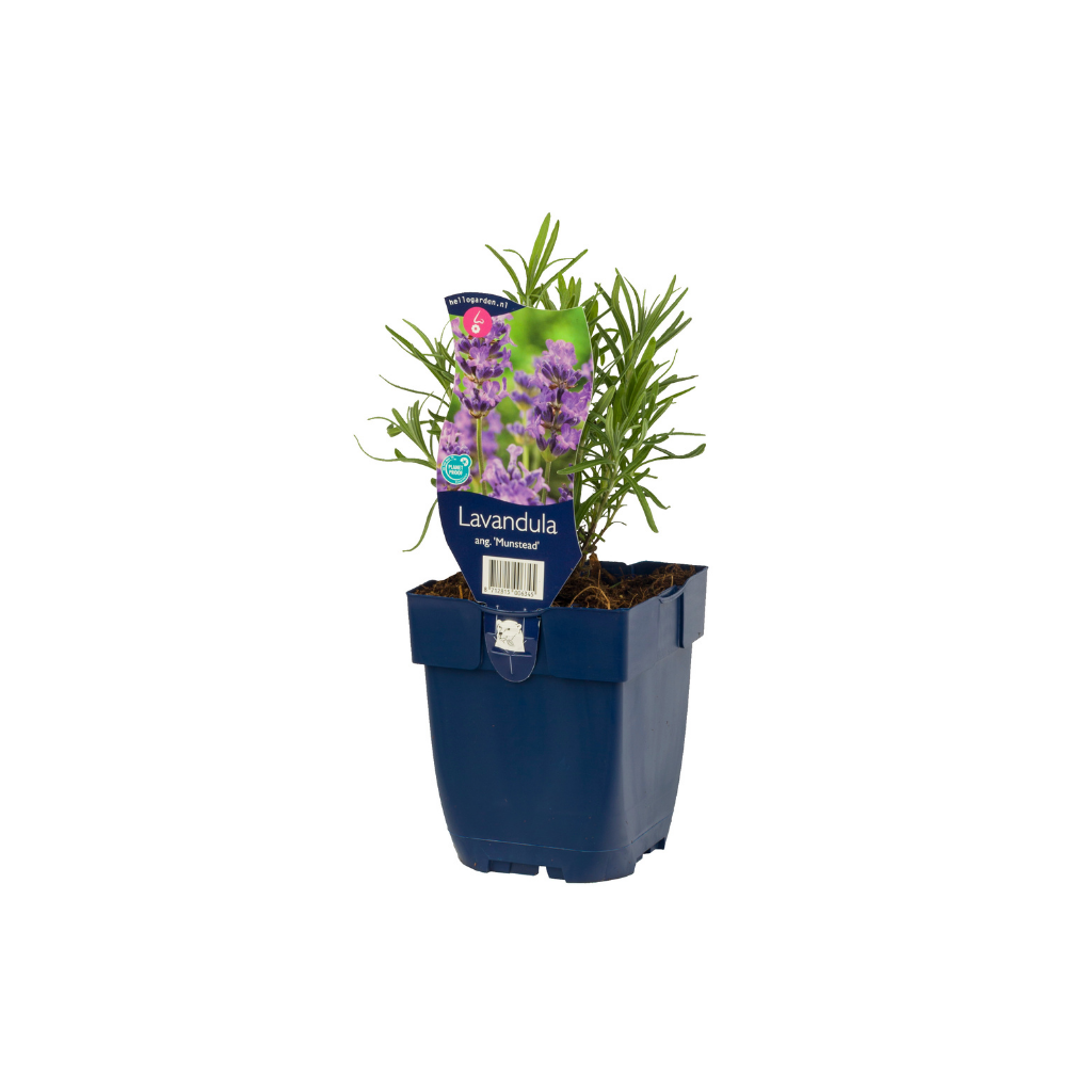 Lavendel (Lavandula ang. 'Munstead') ø 11 cm