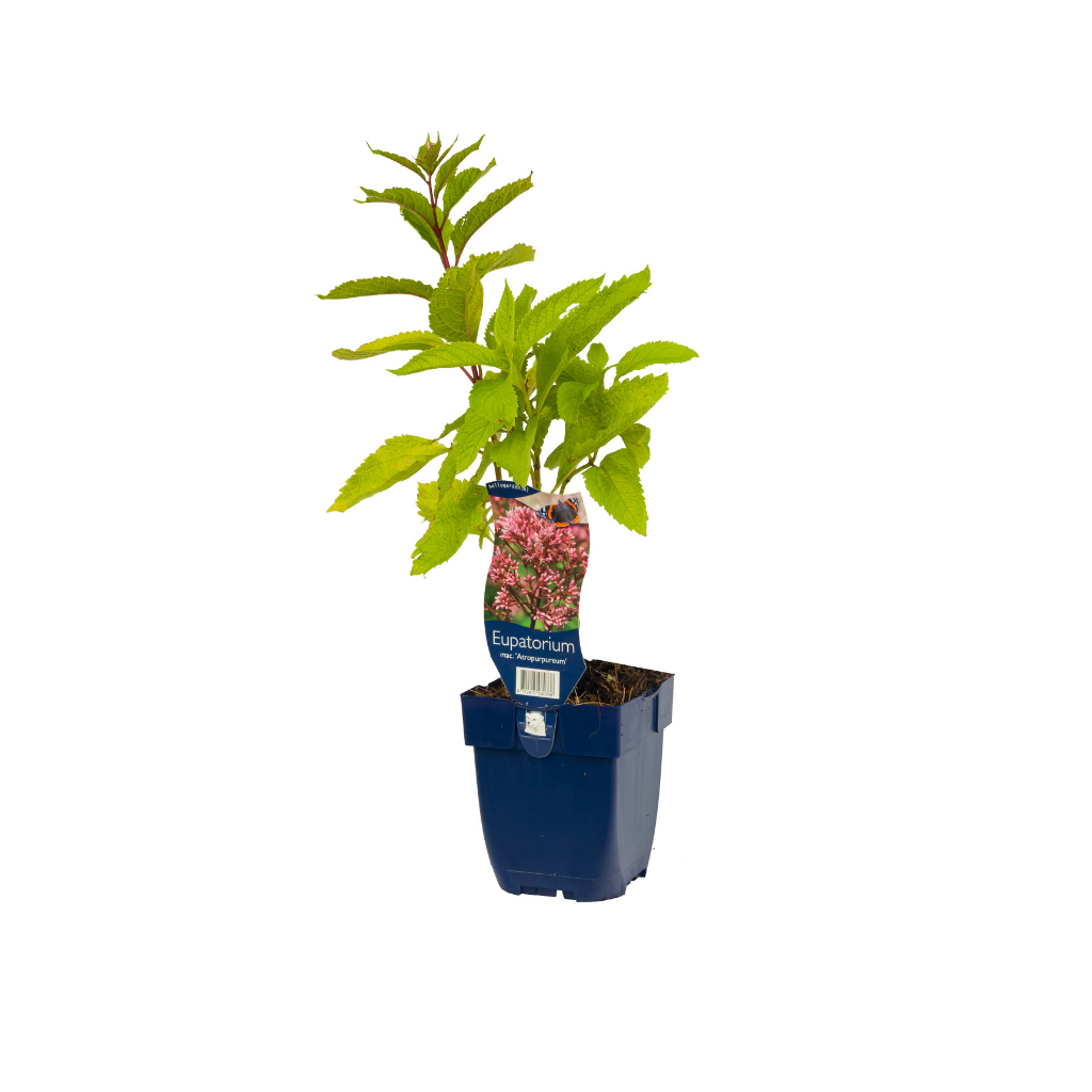 Koninginnekruid (Eupatorium mac. 'Atropurpureum') ø 11 cm