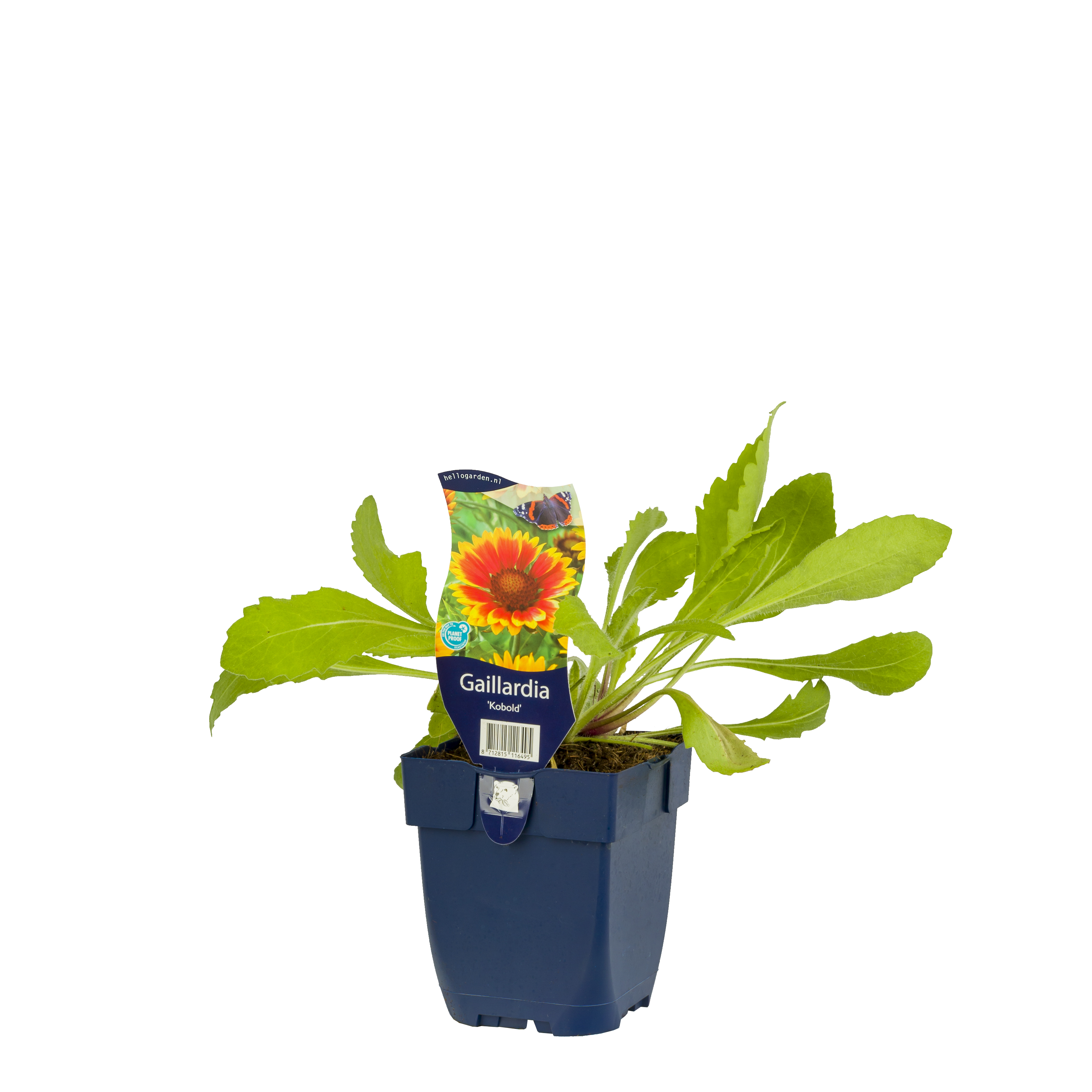 Kokardebloem (Gaillardia 'Kobold') ø 11 cm